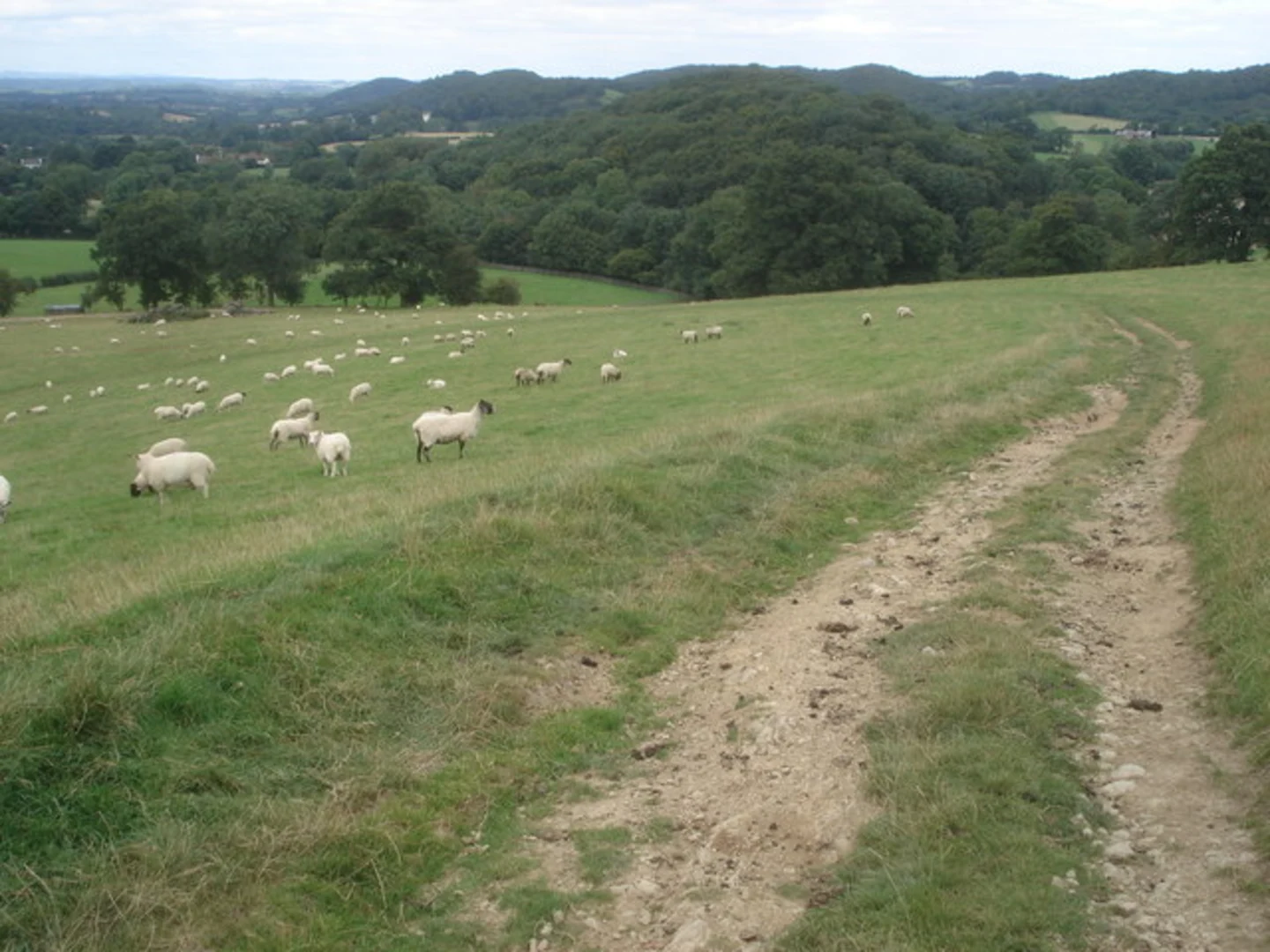 An image depicting the trail High Grove Wood Loop - Stiffords's Bridge and its surrounding area.
