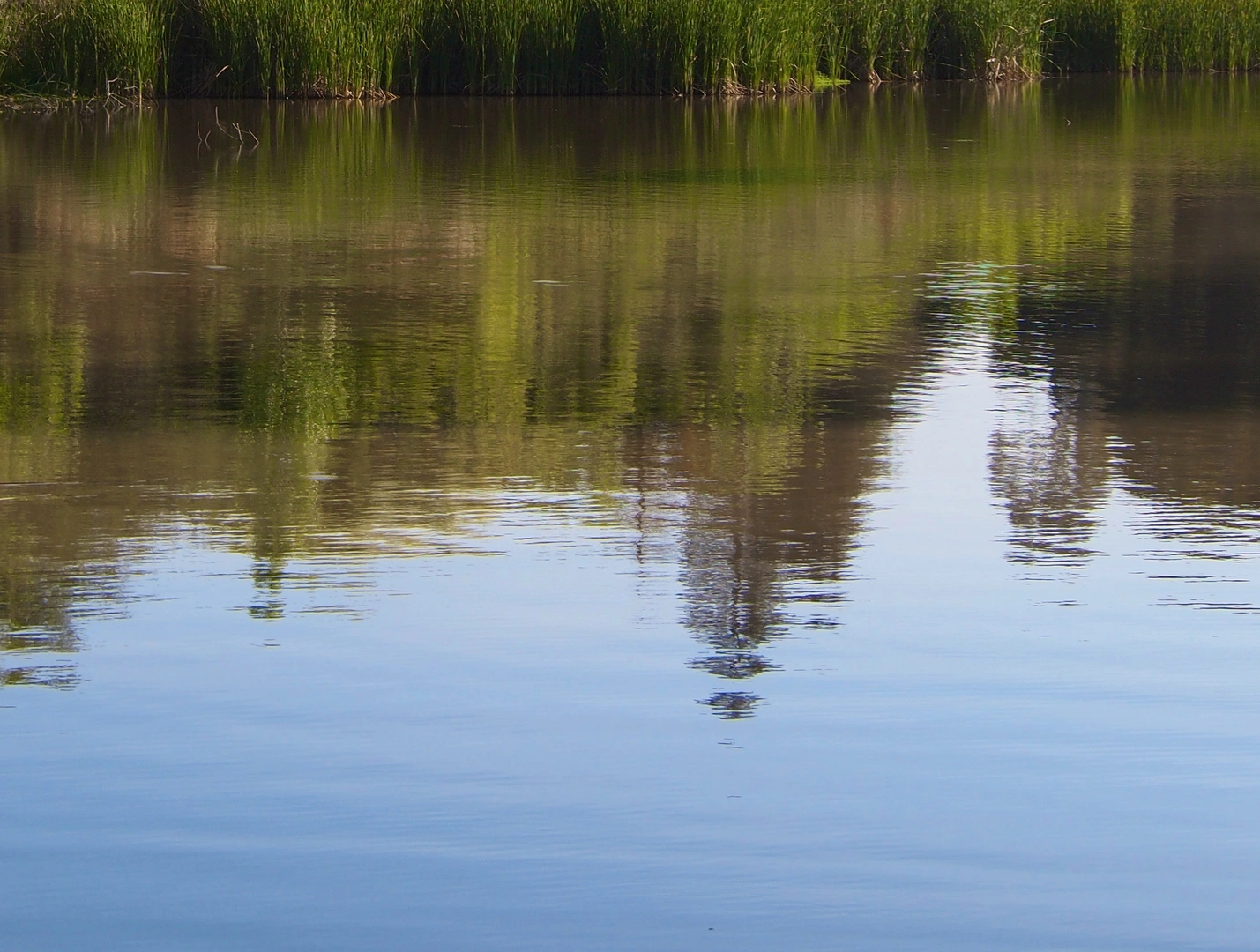 An image depicting the trail Don Castro Lake and San Lorenzo Creek Loop via Whispering Creek Trail and its surrounding area.