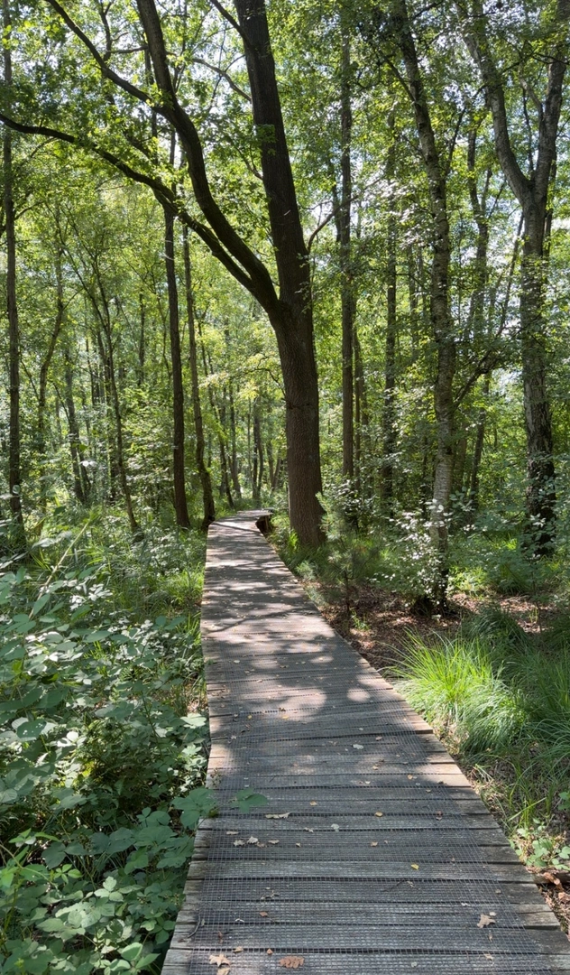 An image depicting the trail Vlodrop station via dalheim en vlonderpad and its surrounding area.