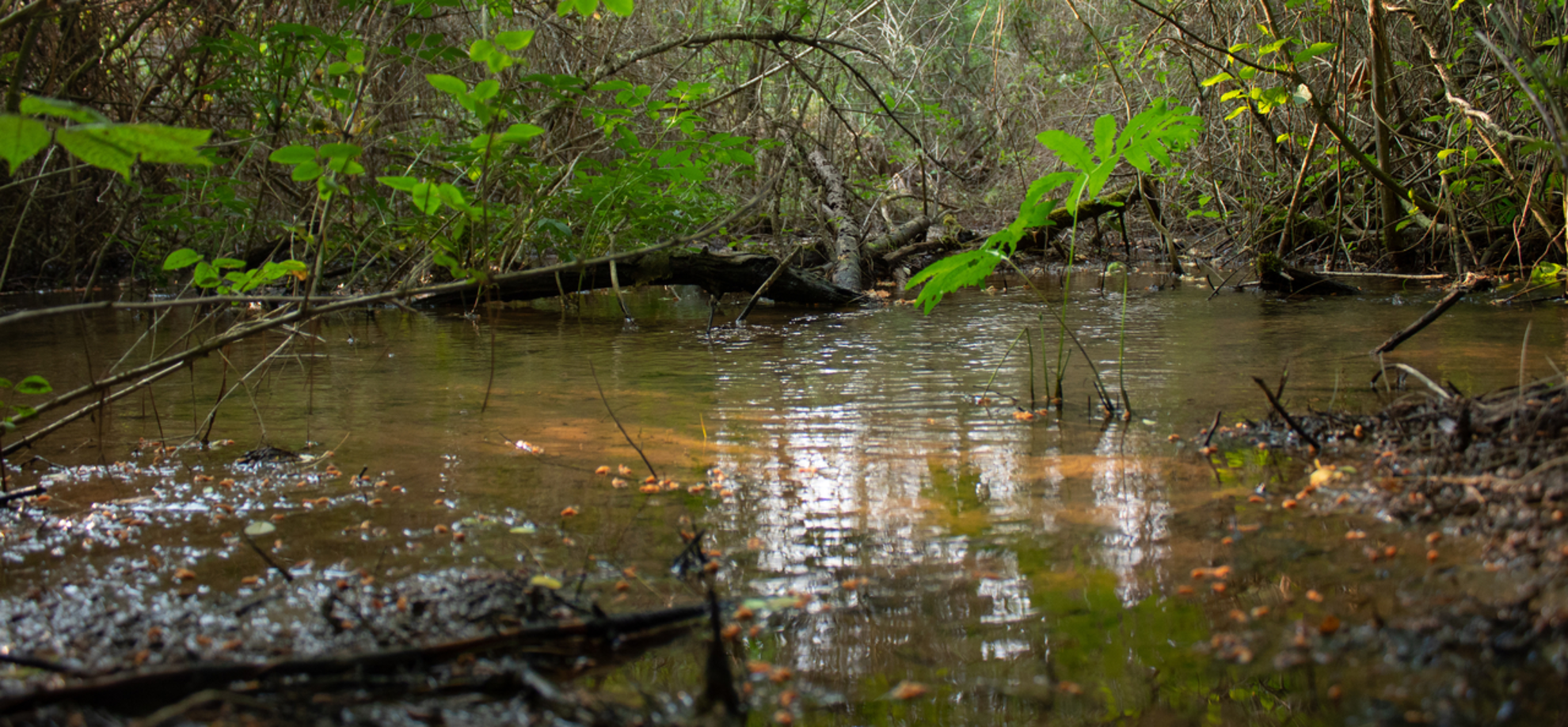 An image depicting the trail Augusta Springs Upland Trail and its surrounding area.