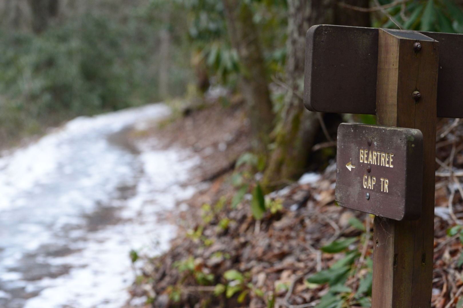 An image depicting the trail Bushwacker Trail and its surrounding area.