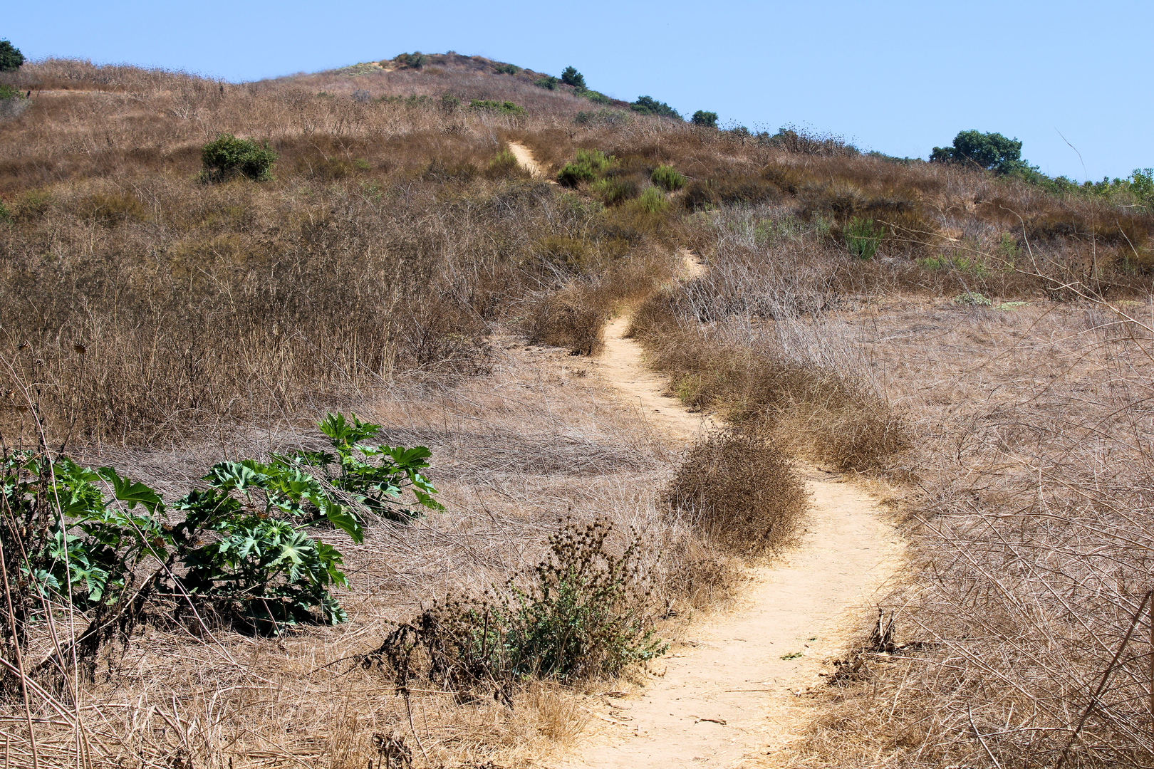 An image depicting the trail Worsham Canyon Trail from Philadelphia Street and its surrounding area.