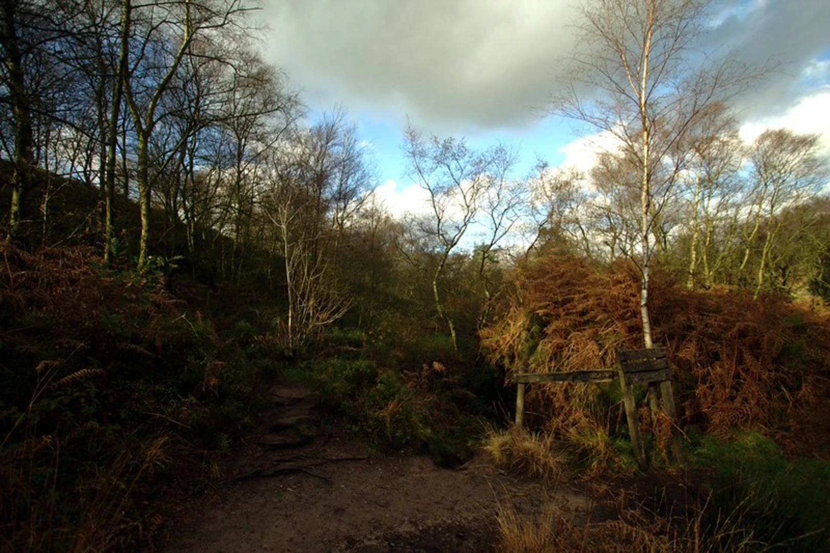 An image depicting the trail Forest Wood and Dane Valley Way Loop and its surrounding area.