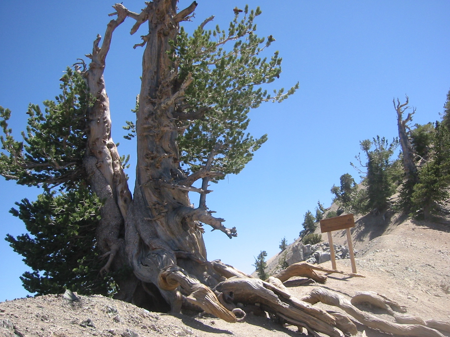 An image depicting the trail Ross Mountain and Mount Baden-Powell via Vincent Gap and its surrounding area.