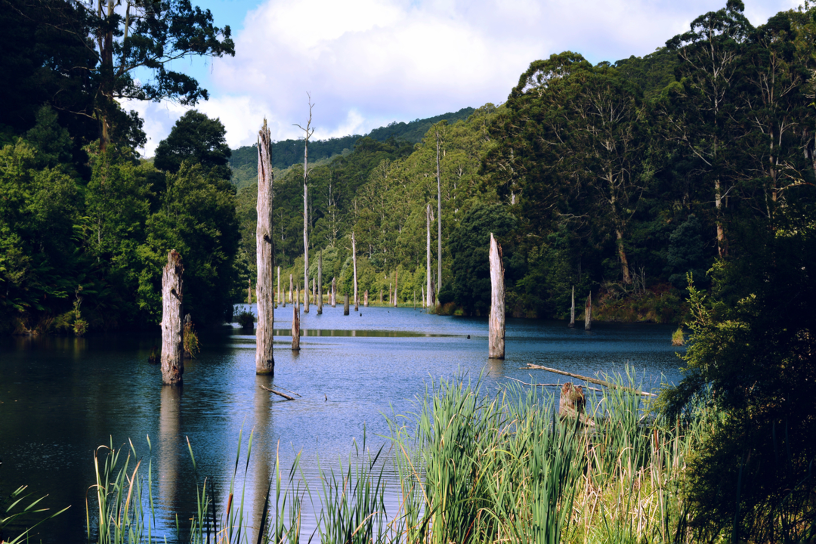 An image depicting the trail Lake Elizabeth Walk and its surrounding area.