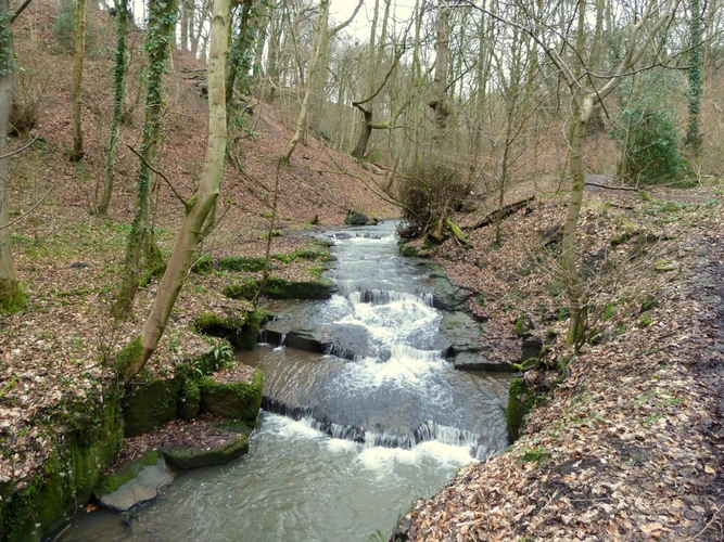 Dean Wood Loop