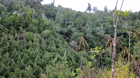 Waipapa Loop Track