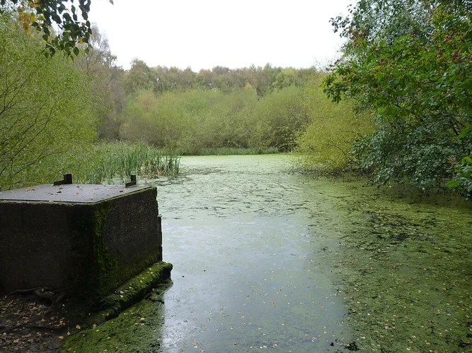 Shugborough Estate and Stafford Plantation Loop