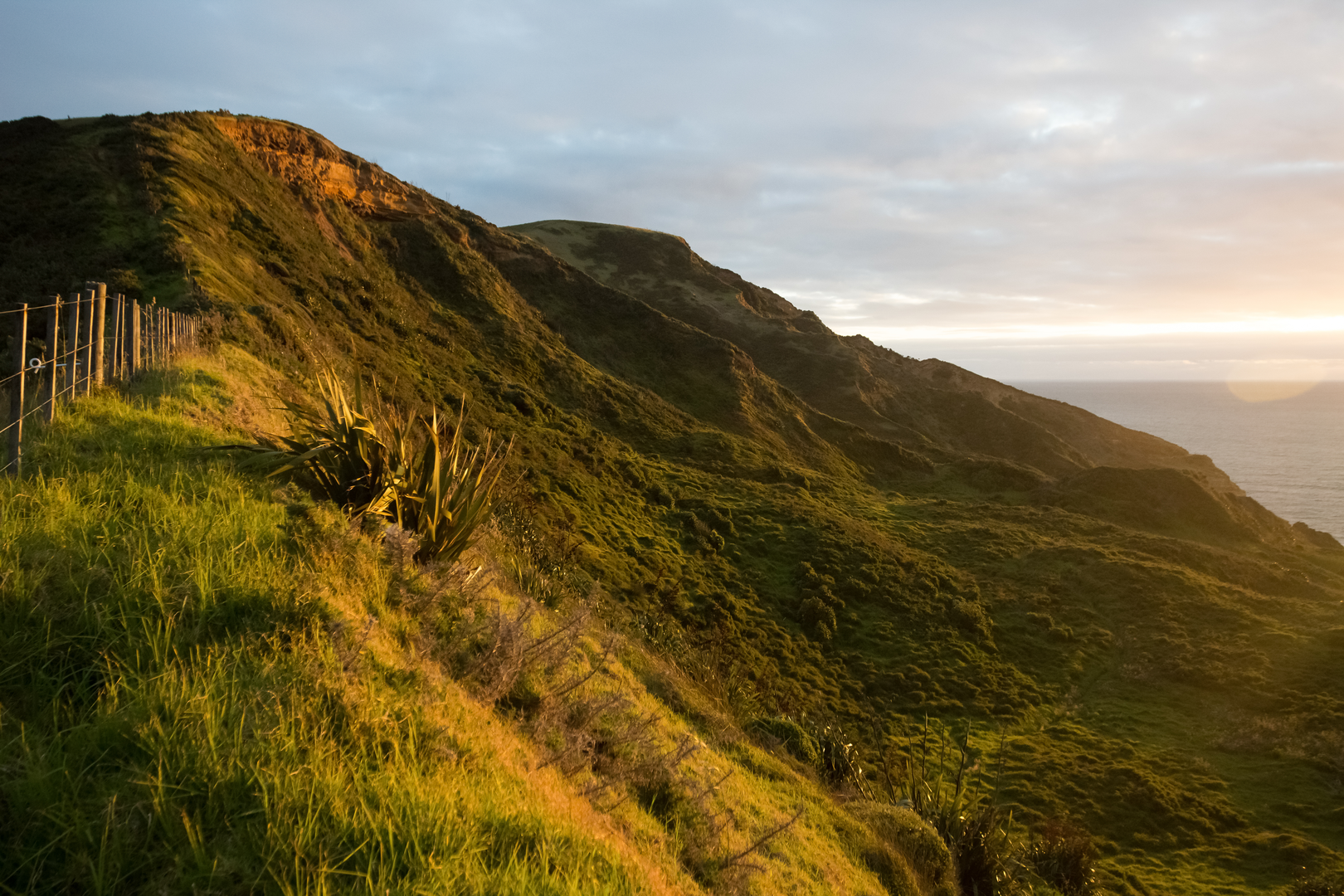An image depicting the trail Te Henga Walkway and its surrounding area.