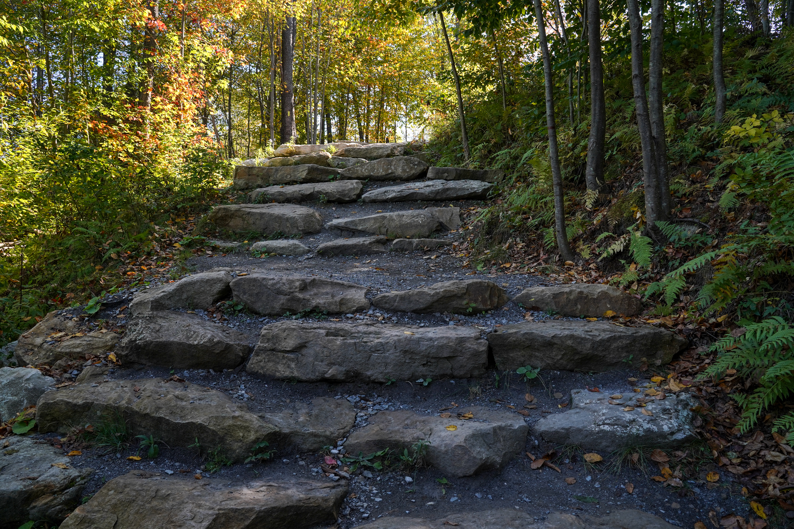 An image depicting the trail Kinzua Creek Trail and its surrounding area.