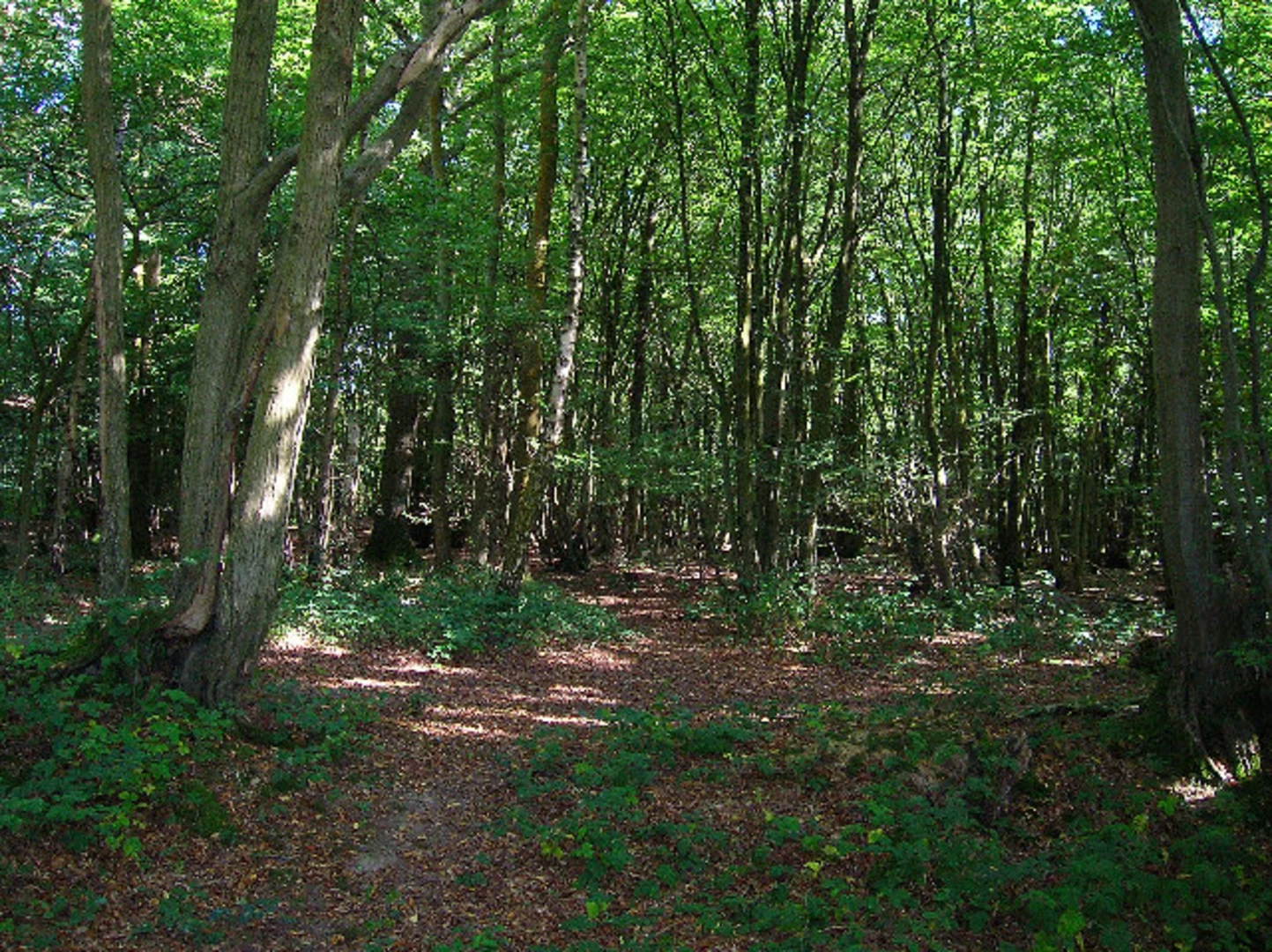An image depicting the trail Stickingspit Bottom, West Wood and Left Hanger Loop and its surrounding area.