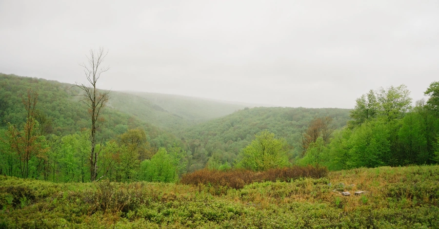 Meadows and Vistas