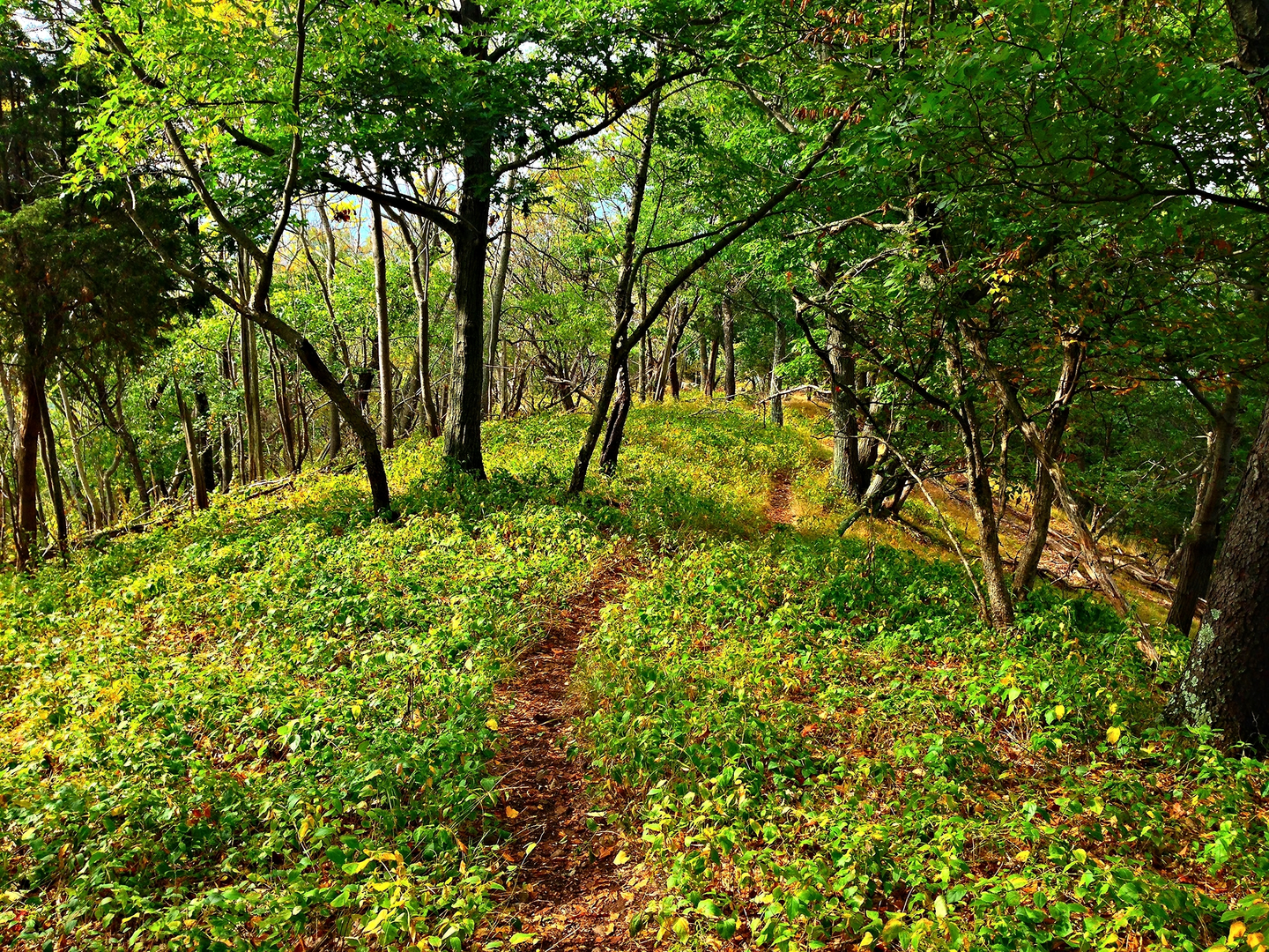 An image depicting the trail Sugarloaf Mountain via Devil's Path and its surrounding area.