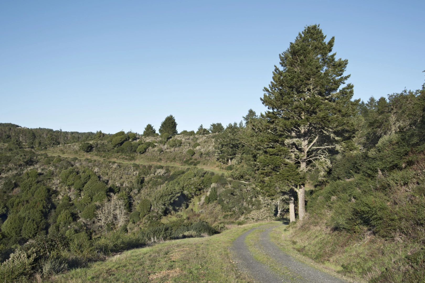 An image depicting the trail Bucklin Trail to Point Reyes Hill and its surrounding area.