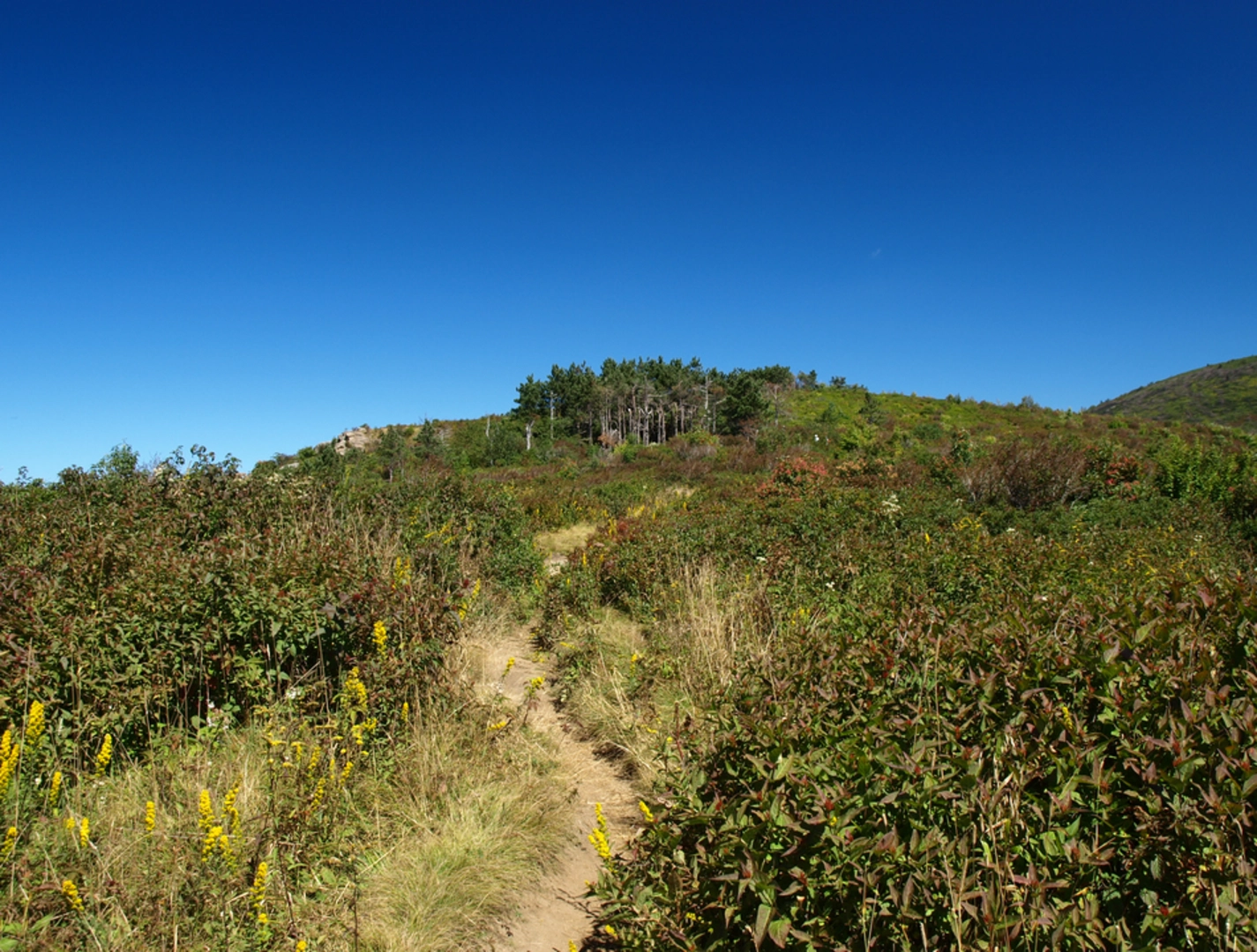 An image depicting the trail Little East Fork Trail and its surrounding area.