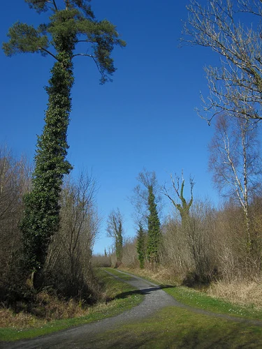 Coille an Fhaltaigh Millennium Park - Green Trail