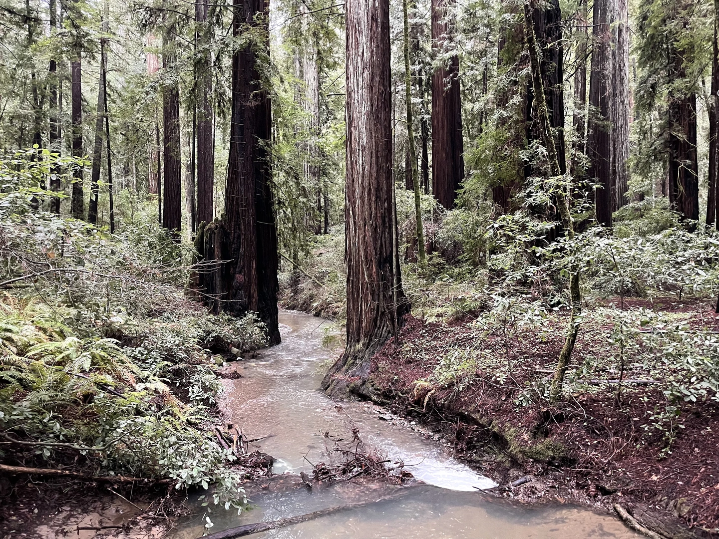 An image depicting the trail Pioneer Nature Trail and its surrounding area.