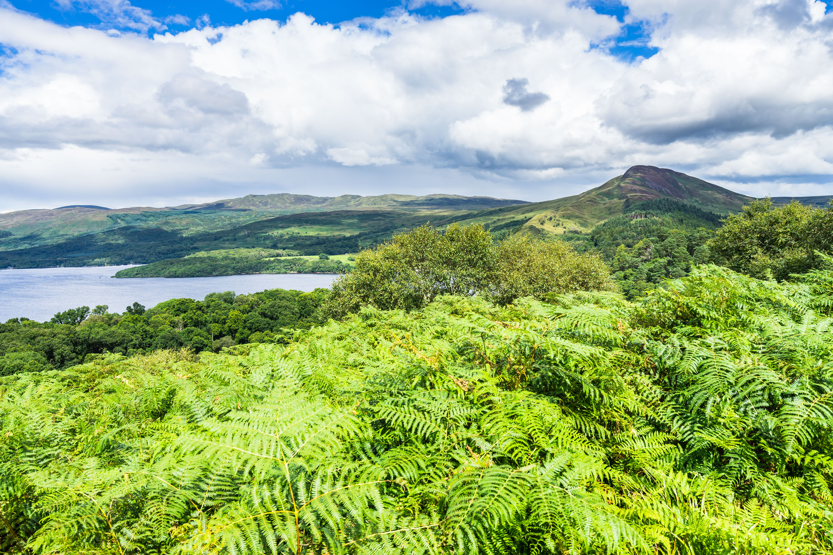 An image depicting the trail Inchcailloch Route and its surrounding area.