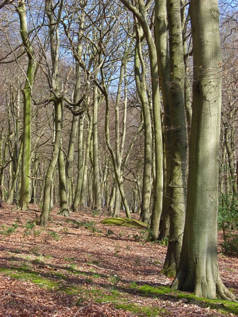 An image depicting the trail Greenfield Wood and Fire Wood Loop and its surrounding area.