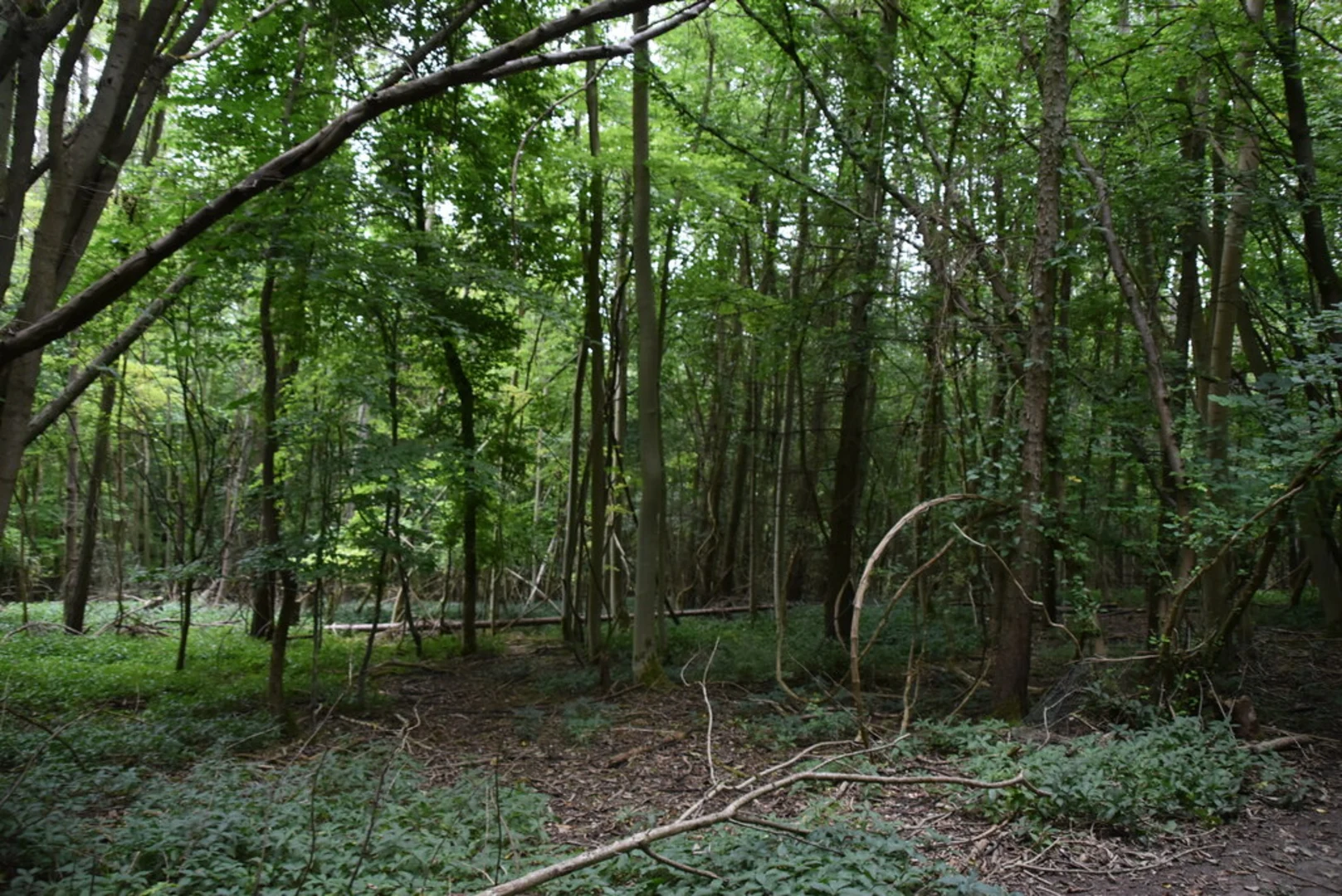 An image depicting the trail Fingest Wood Loop and its surrounding area.