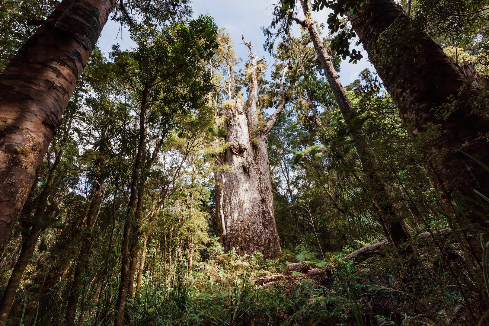 An image depicting the trail Te Matua Ngahere Walk and its surrounding area.