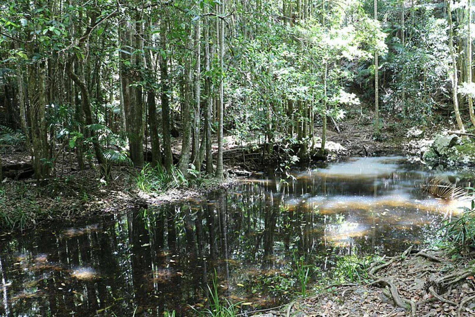 An image depicting the trail Falls Walking Track and its surrounding area.