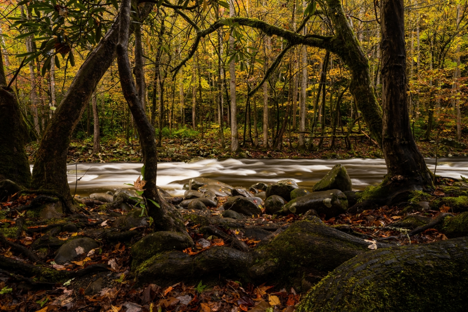 An image depicting the trail West Prong Trail and its surrounding area.