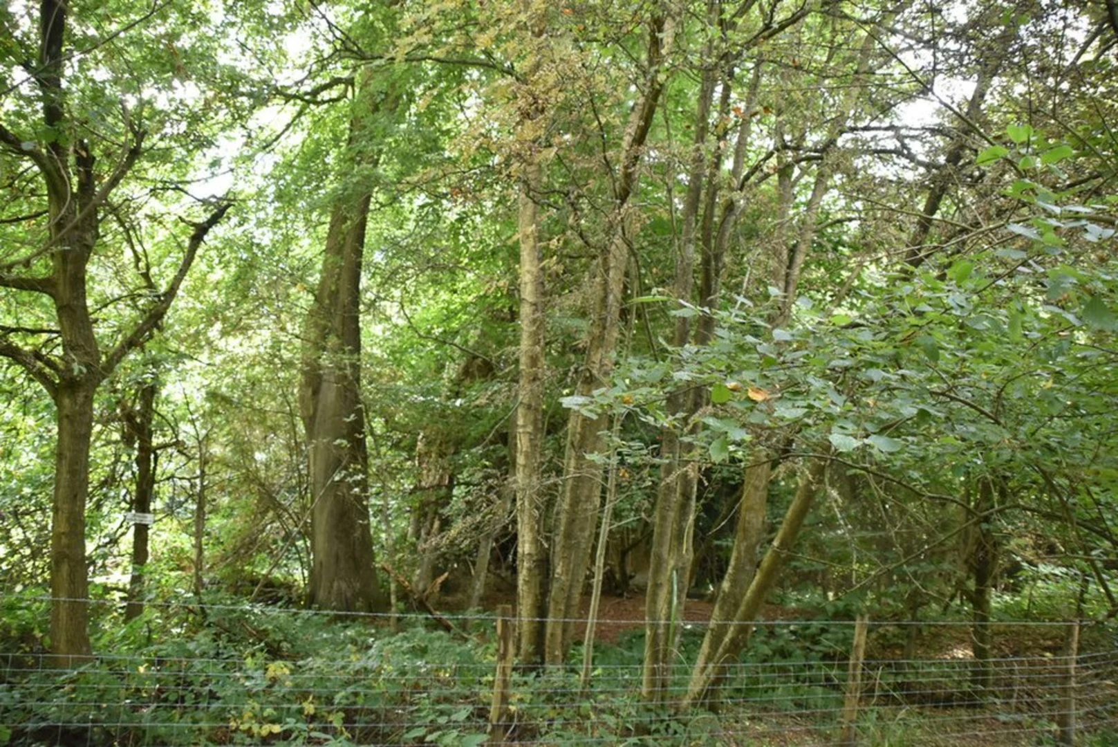 An image depicting the trail Cooper's Wood and Summerhouse Wood Loop and its surrounding area.