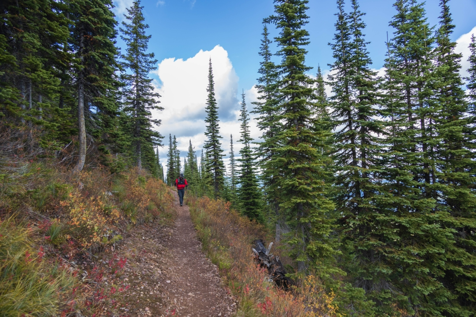 An image depicting the trail Huckleberry Lookout Trail and its surrounding area.