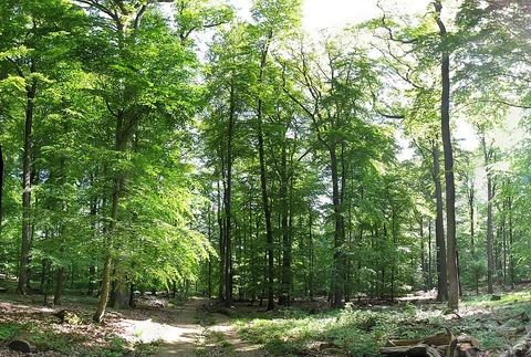 Schwarzes Kreuz, Winterberg and Honigberg Loop
