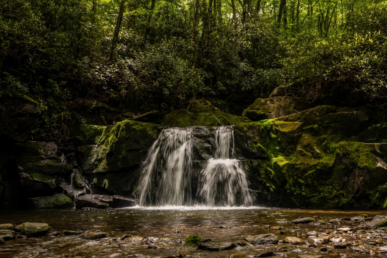 An image depicting the trail Jakes Creek and Lynn Camp Prong Trail and its surrounding area.
