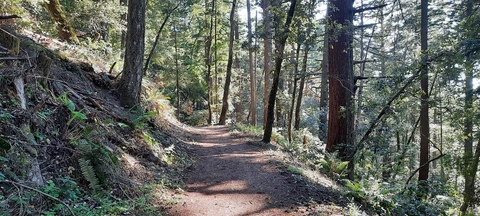 Old Growth Redwood