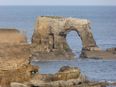 Lizard Point via Way of Learning