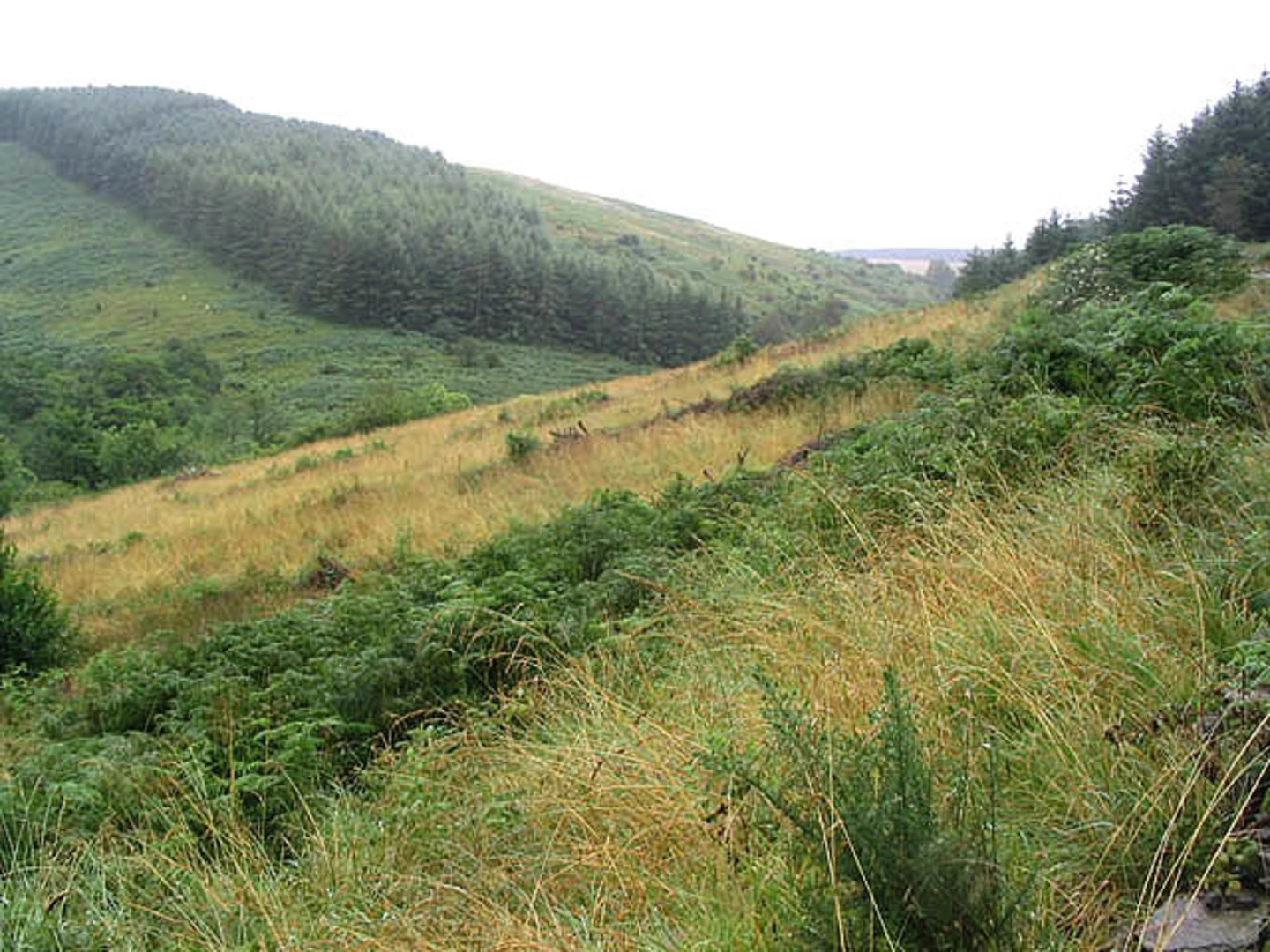 An image depicting the trail Jonny's Loop Trail from Wolfelee and its surrounding area.