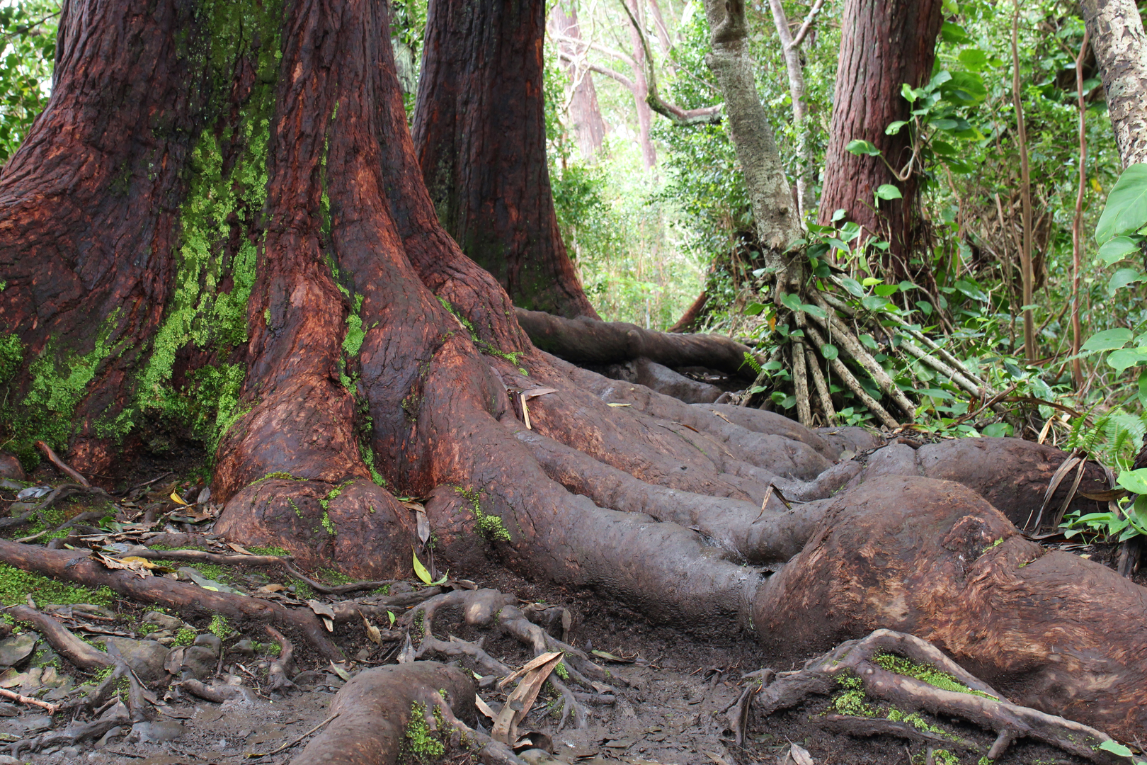An image depicting the trail Ko'olau Summit Trail and its surrounding area.
