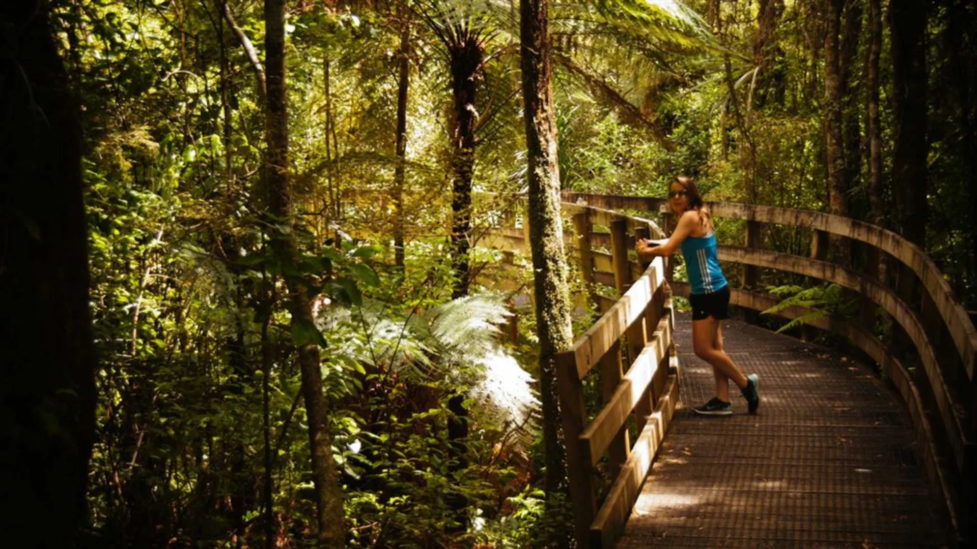 An image depicting the trail Kaniwhaniwha - Kahikatea Tree and its surrounding area.