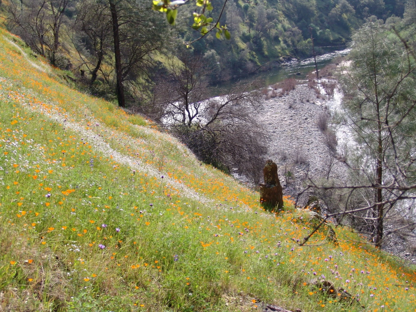 An image depicting the trail Hite Cove Trail and its surrounding area.