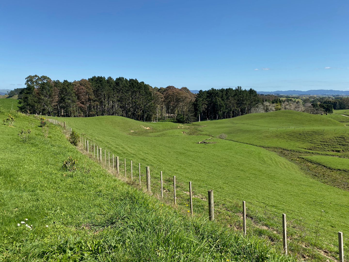 An image depicting the trail Taitua Arboretum Walk and its surrounding area.
