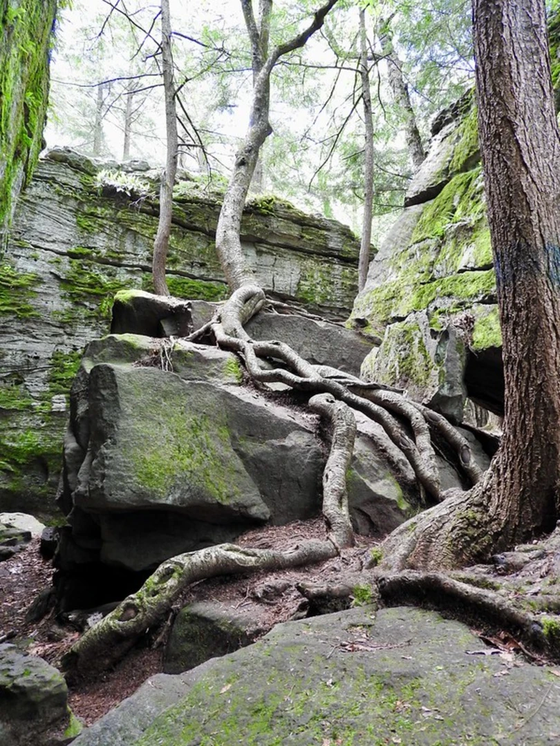An image depicting the trail Bilgers Rocks Loop and its surrounding area.