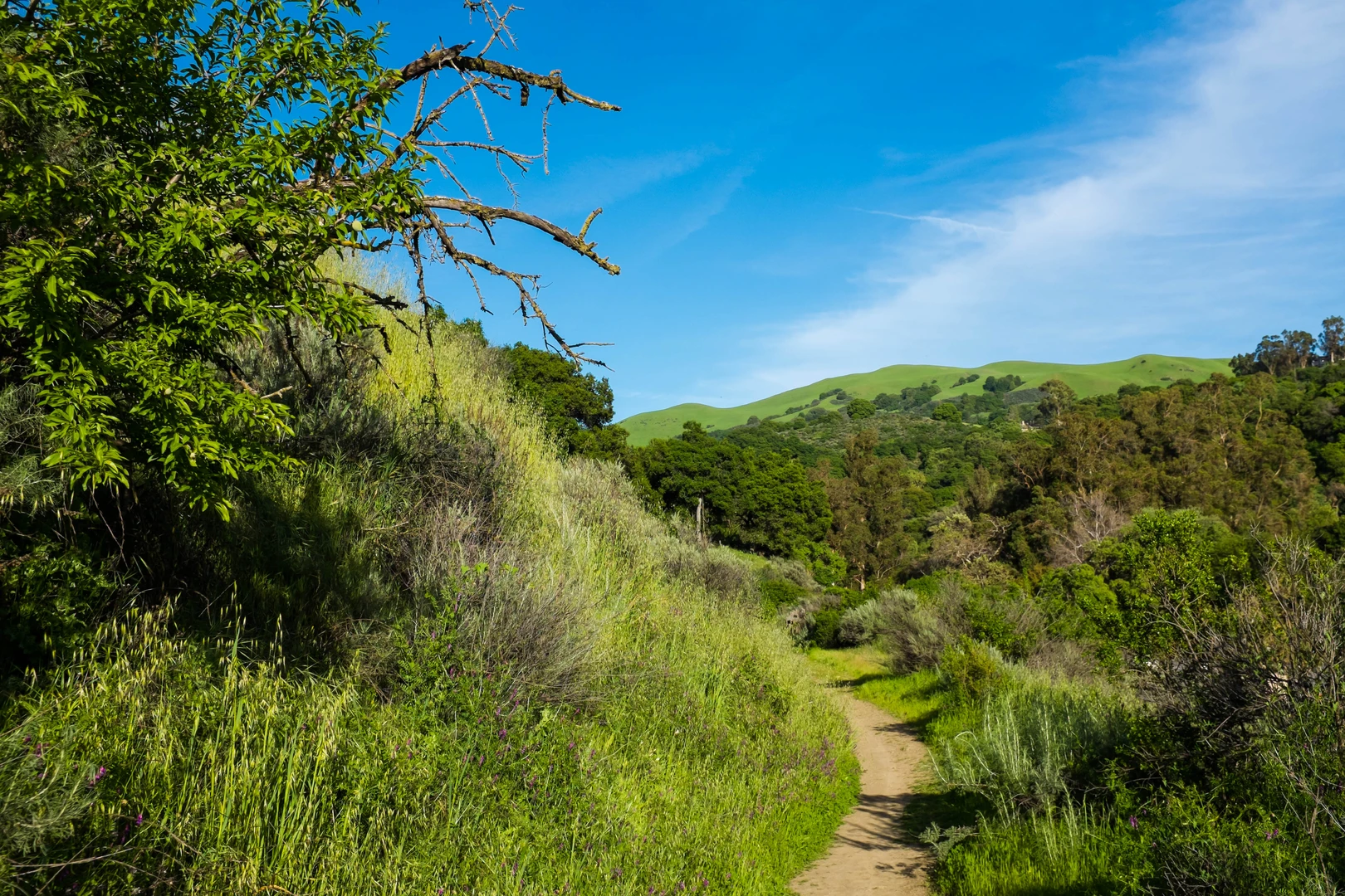 An image depicting the trail South Rim and Switchback Loop Trail via Alum Rock Avenue and its surrounding area.