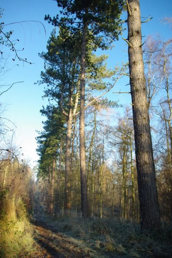 An image depicting the trail New End and Cookhill Loop and its surrounding area.