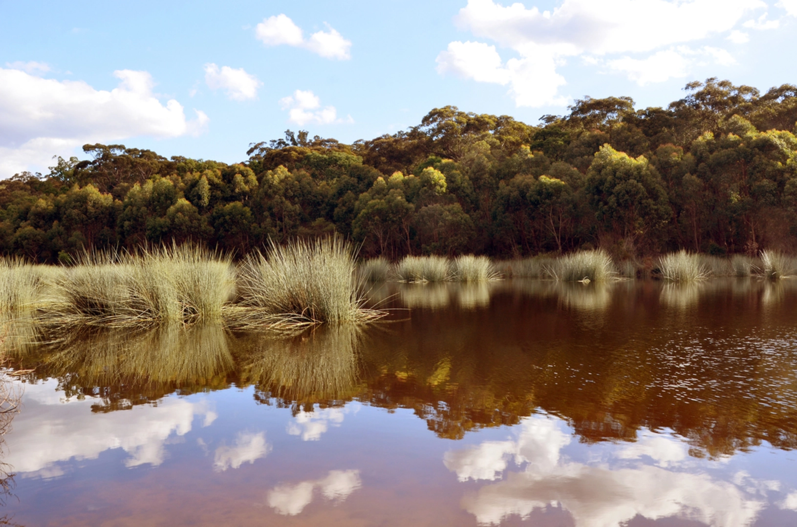 An image depicting the trail Thirlmere Lakes Track and its surrounding area.