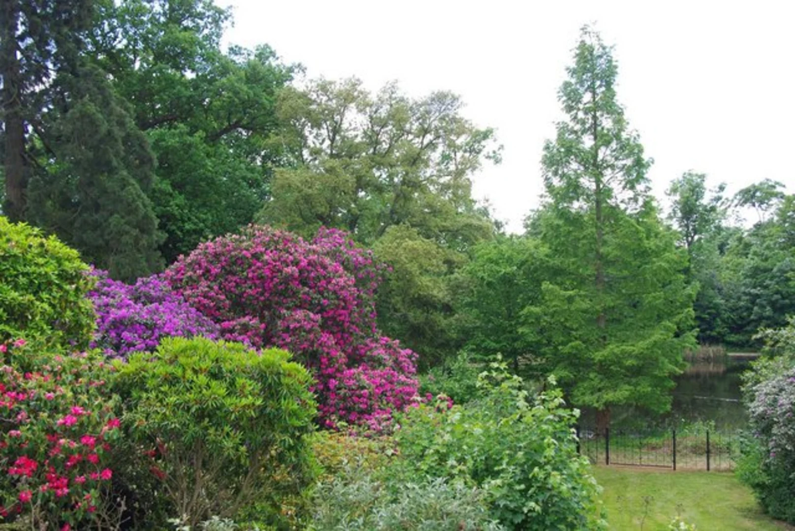 An image depicting the trail Danbury Country Park and Wildflower Meadow Loop and its surrounding area.