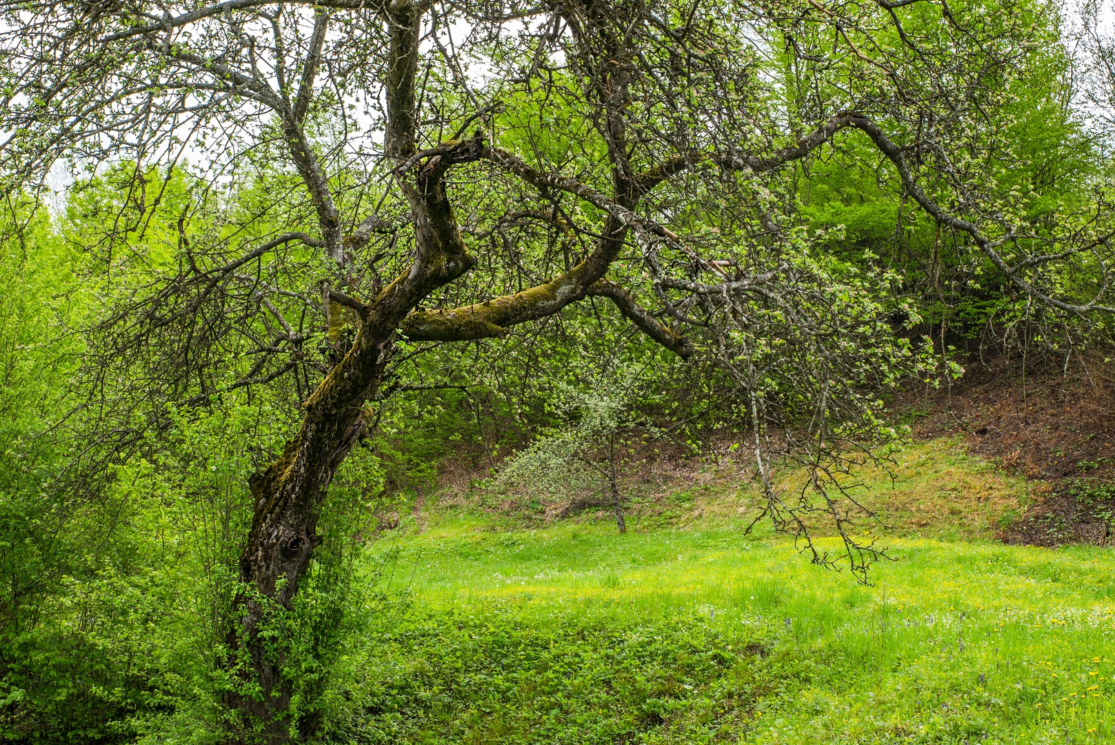 An image depicting the trail Knockduv Loop - Ballinaboola and its surrounding area.