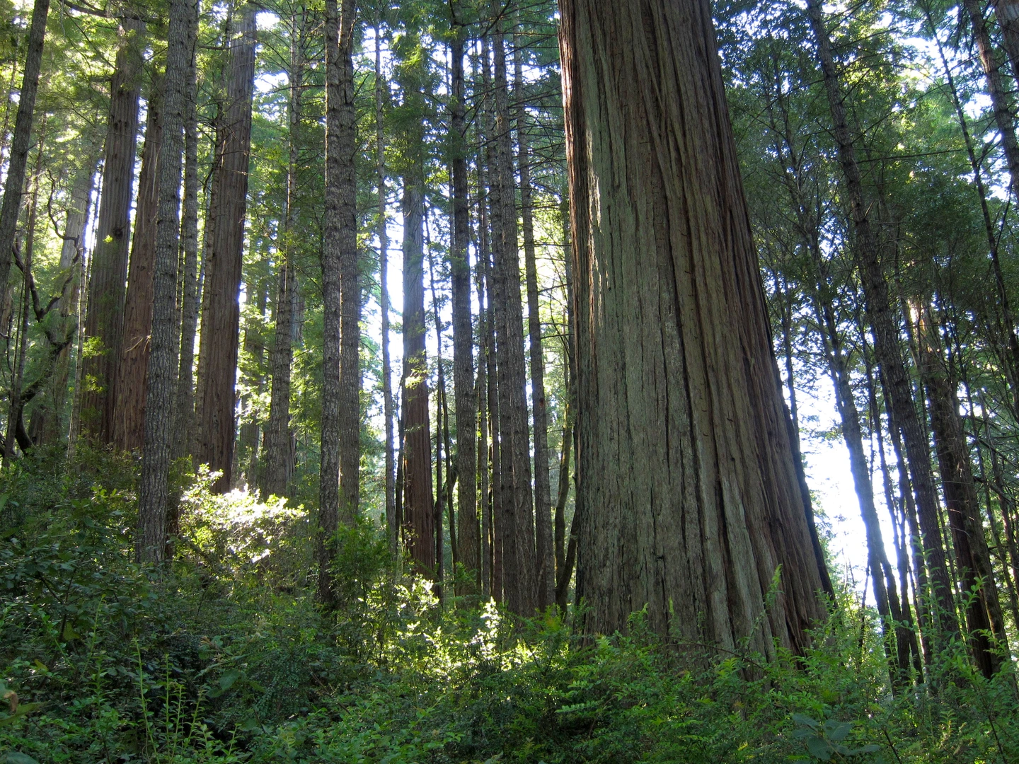 An image depicting the trail Woodland Trail Loop and its surrounding area.