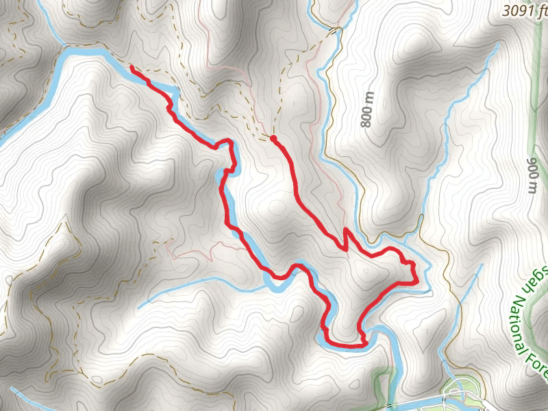 Trace Ridge and North Mills River Trail