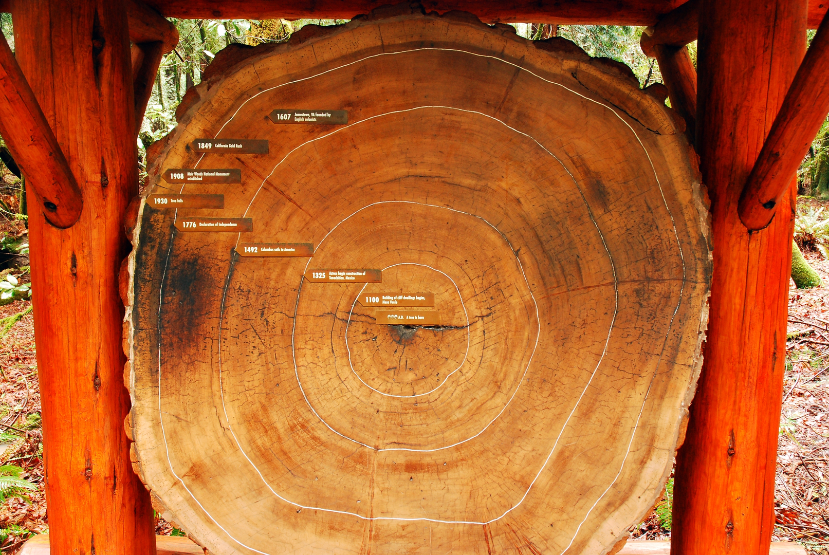 An image depicting the trail Fern Creek Trail, Troop 80 Trail, TCC Trail, and Ben Johnson Trail and its surrounding area.