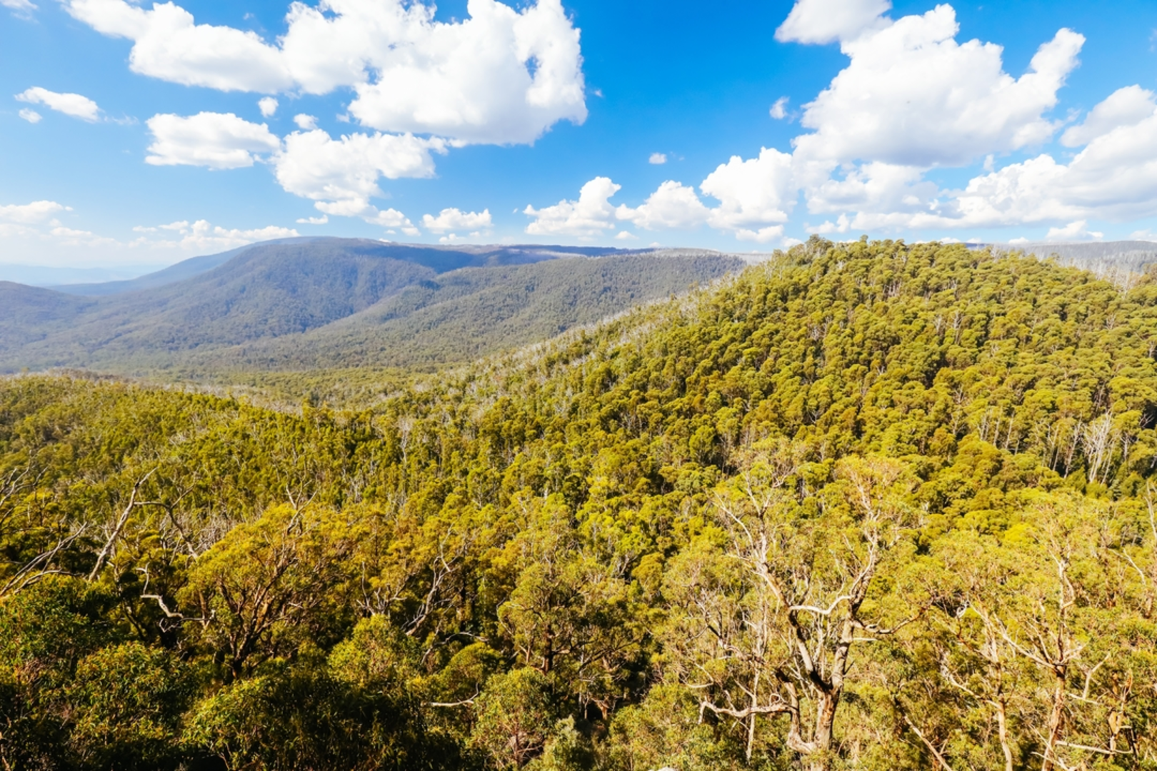 An image depicting the trail Wells Cave Loop Track and its surrounding area.