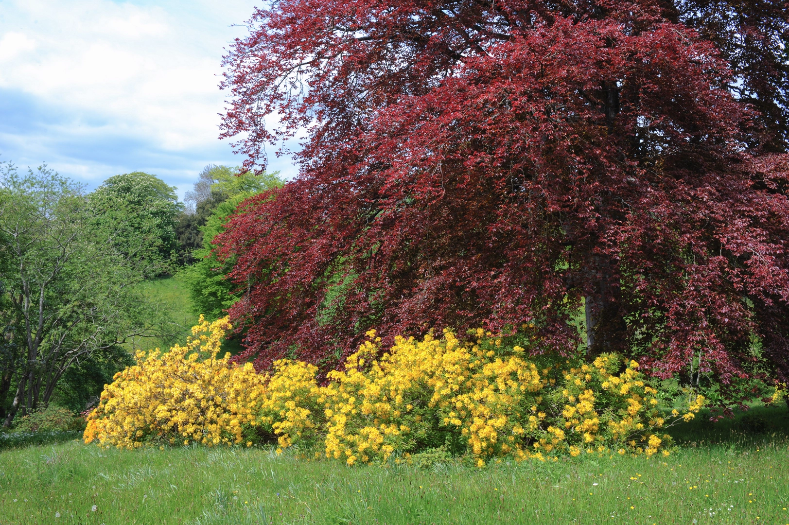 An image depicting the trail Knightshayes Parkland Circular Dog Walk and its surrounding area.