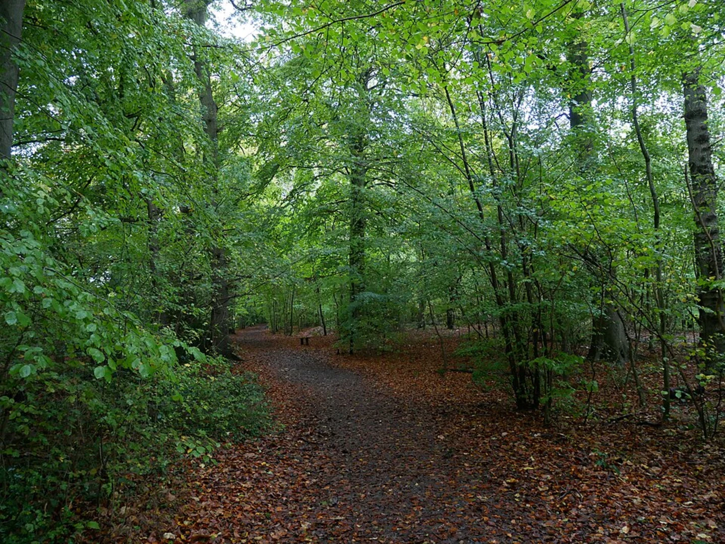 An image depicting the trail Hazlewood and Downe Loop Walk and its surrounding area.